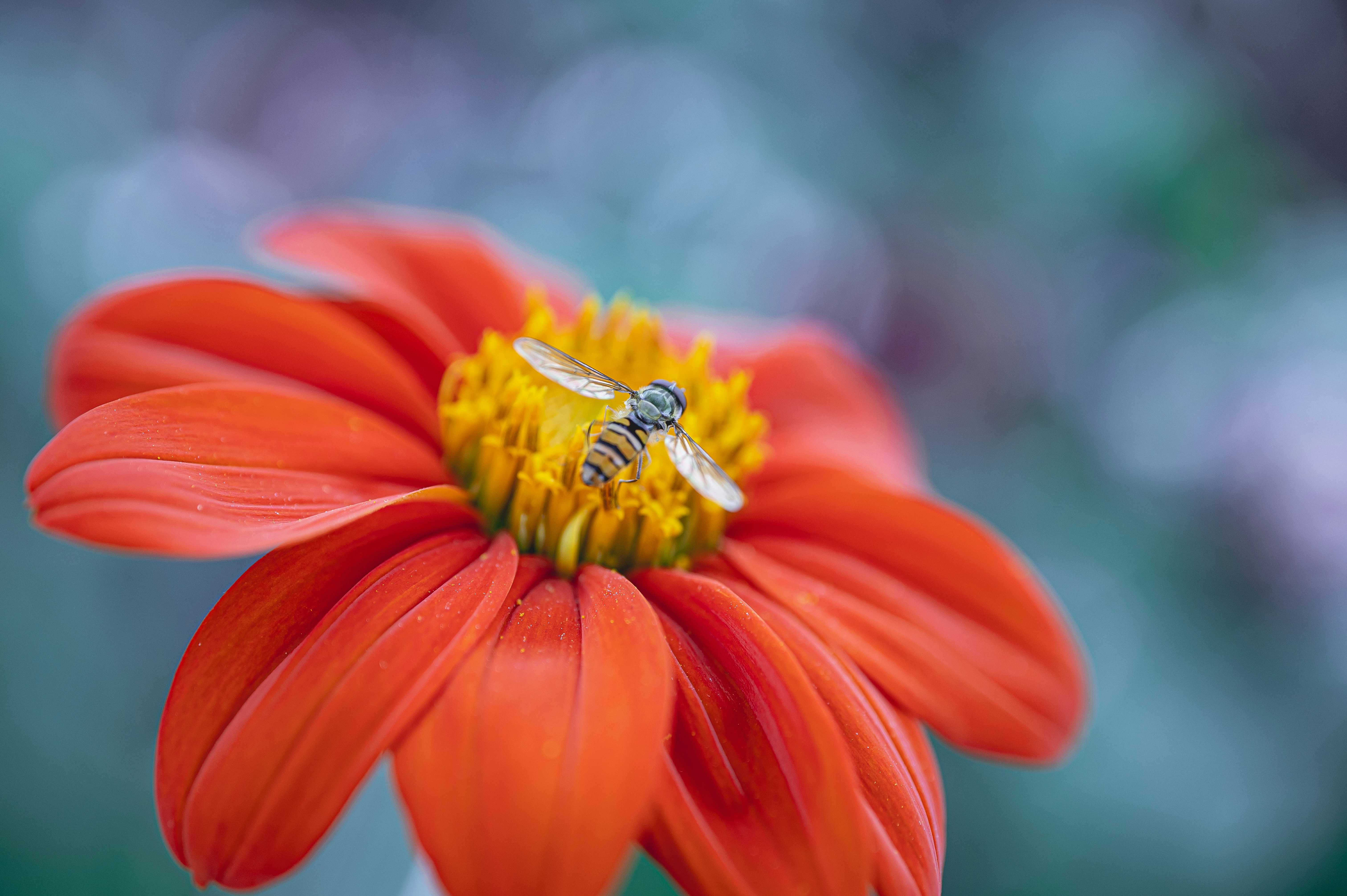 honeybee perched on orange flower in close up photography during daytime